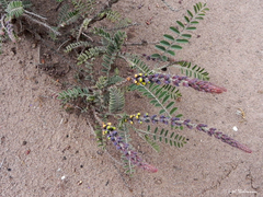 Errazurizia multifoliolata