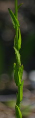 Boechera grahamii