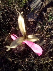 Calochortus gunnisonii