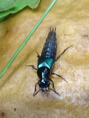 Philonthus caeruleipennis
