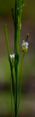 Boechera grahamii