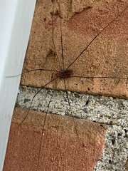 Leiobunum
