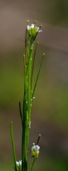 Boechera grahamii