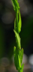 Boechera grahamii