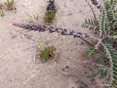 Errazurizia multifoliolata