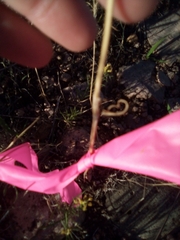 Calochortus gunnisonii