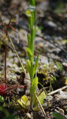 Boechera grahamii