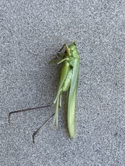 Tettigoniidae