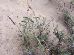 Errazurizia multifoliolata