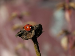 Coccinella quinquepunctata