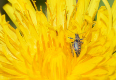 Polydrusus pilosus