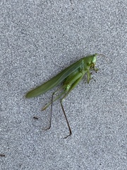 Tettigoniidae