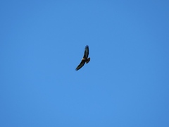 Buteo buteo