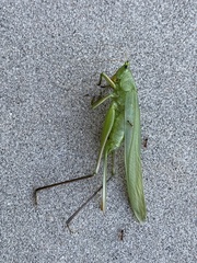 Tettigoniidae