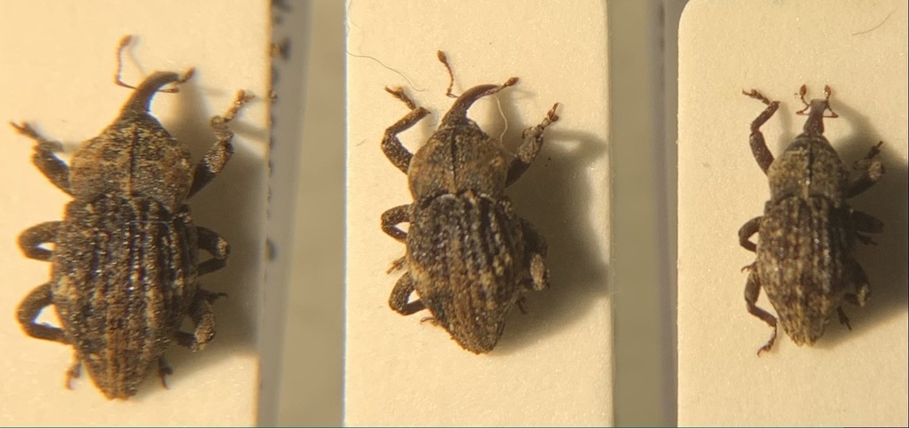 Acallocrates denticollis