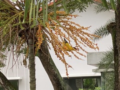 Oriolus chinensis