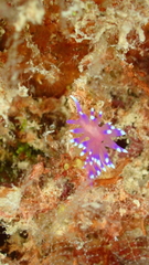 Coryphellina arveloi