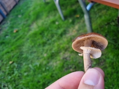 Cyclocybe erebia