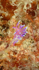 Coryphellina arveloi