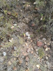 Chaenostoma cordatum