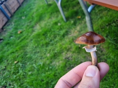 Cyclocybe erebia