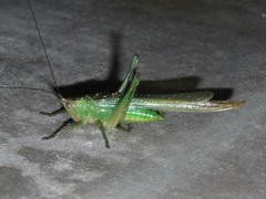 Conocephalus maculatus