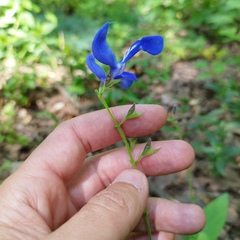 Salvia vitifolia