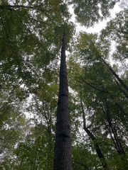 Liriodendron tulipifera