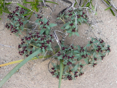 Euphorbia thinophila