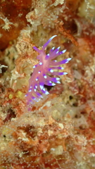 Coryphellina arveloi