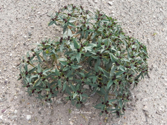 Euphorbia thinophila