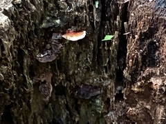 Rhodofomes cajanderi