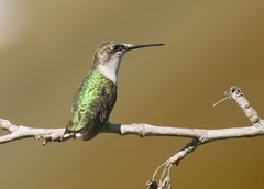 Archilochus colubris