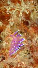 Coryphellina arveloi
