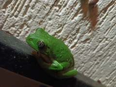 Agalychnis dacnicolor