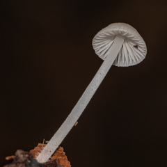 Mycena tenerrima
