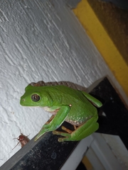 Agalychnis dacnicolor