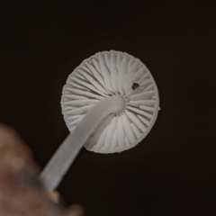 Mycena tenerrima