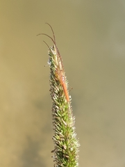 Tetragnathidae