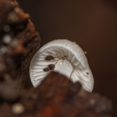 Mycena tenerrima