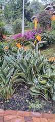 Strelitzia