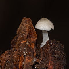Mycena tenerrima