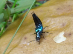 Philonthus caeruleipennis