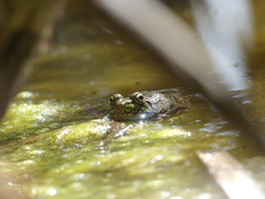 Lithobates clamitans