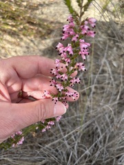 Erica placentiflora