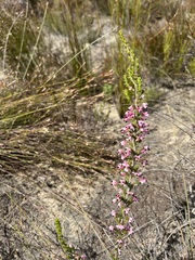 Erica placentiflora