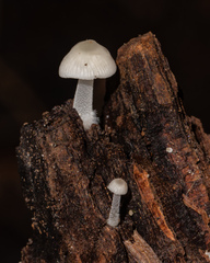 Mycena tenerrima