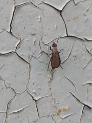 Coremacera marginata