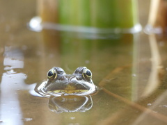 Lithobates clamitans