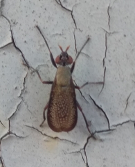 Coremacera marginata